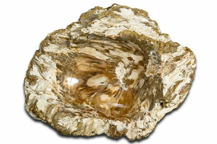 Polished Petrified Wood Soap Dish - Madagascar #346940